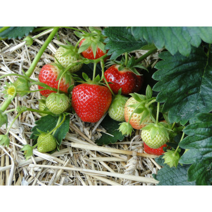 SUM77 – hnojivo Sumin pro jahody, lesní jahody, maliny a ostružiny, optimální složení, 1 kg