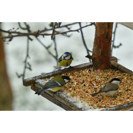 Směs pro volně žijící ptáky, celoroční krmivo, obilná semena, Turdus 1 kg