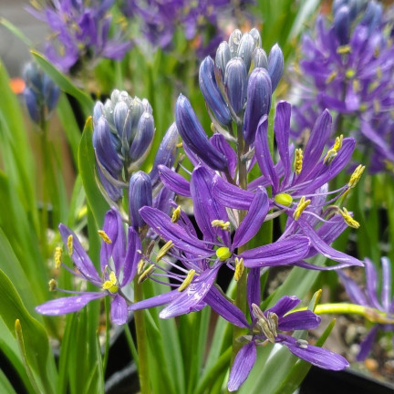 Kamasja, Camassia esculenta (quamash), cibulky, velikost 5/6, 50 ks.