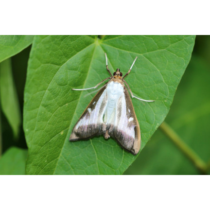SUM31 lepinox PLUS, insekticid, ničí housenky zimolezu, obsah 5 g