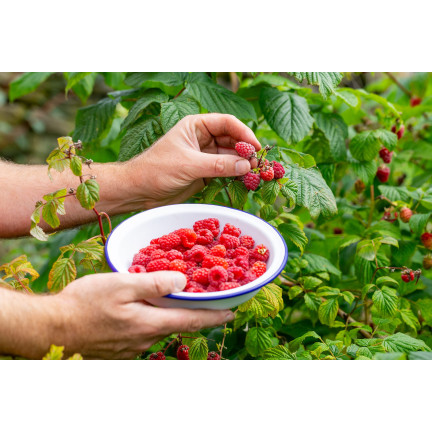 Organické hnojivo pro jahody a maliny, přírodní, BIO, granulát, Biovita, 3 kg