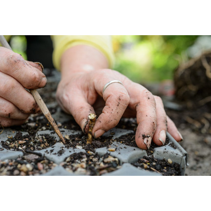 SUM28 sumin multiroots – přípravek na zakořenění, urychluje zakořenění řízků a cibulek okrasných rostlin, 100 ml