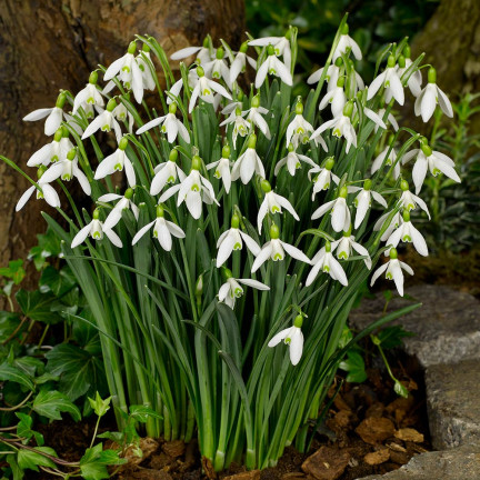 Galanthus „Sněženka“ elwesii, cibulky, velikost 4/5, 50 ks.