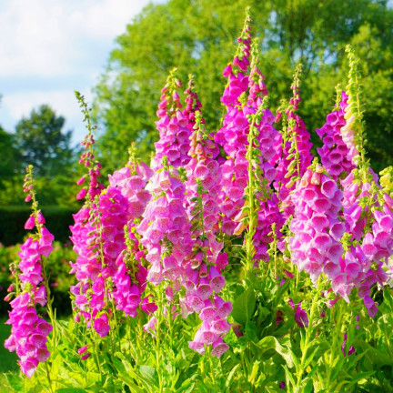 R2184 Digitalis purpurea MIX dvouletka skvrnitá Digitalis purpurea