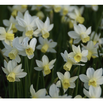 Botanická narciska „Sailboat“, cibulky narcisů, velikost 8/10, 50 ks.