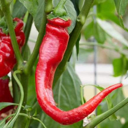 W1137 DE CAYENNE PÁLIVÁ CHILLI SEMÍNKA PÁLIVÁ 0,5G