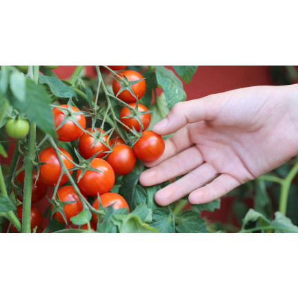 W5222 CHERRY RAJČATA BAJAJA 0,3G SEMÍNKA RAJČAT CHERRY RAJČATA NA BALKON