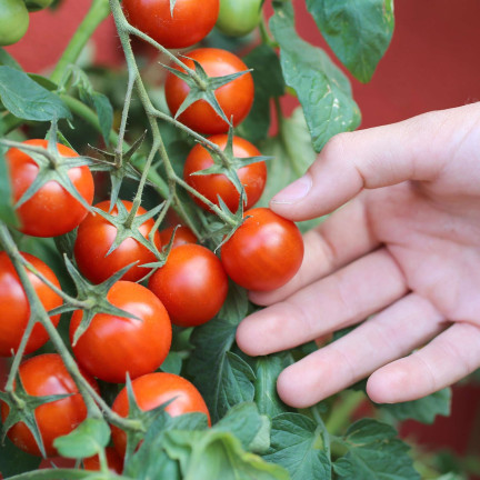 W5222 CHERRY RAJČATA BAJAJA 0,3G SEMÍNKA RAJČAT CHERRY RAJČATA NA BALKON