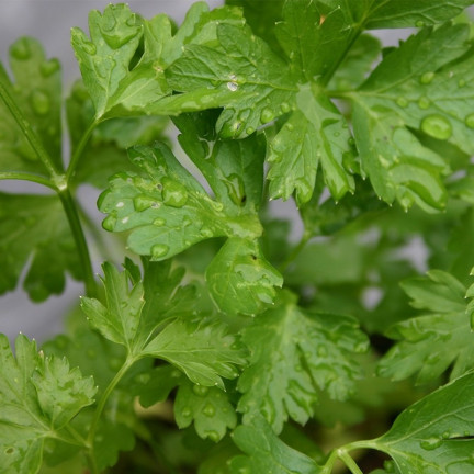 W3754 PETRŽEL GIGANTE D'ITALIA 2G SEMENO VYSOCE PRODUKTIVNÍ AROMATICKÁ