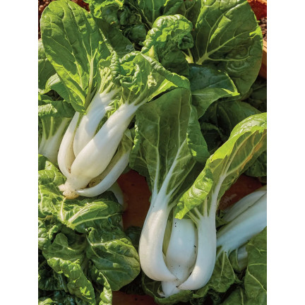 W3779 ČÍNSKÉ ZELÍ PAK CHOI 1G SEMENA ČÍNSKÉHO ZELÍ TORAF