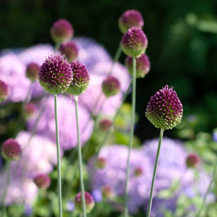Česnek kulatý (Allium sphaerocephalon), cibulky, velikost 4/5, 50 ks.