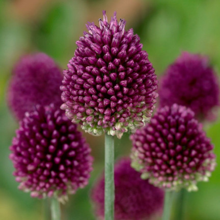 Česnek kulatý (Allium sphaerocephalon), cibulky, velikost 4/5, 50 ks.