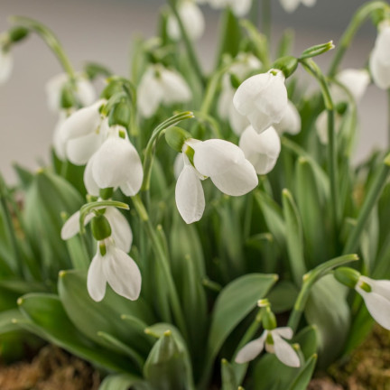 Galanthus „Sněženka“ elwesii, cibulky, velikost 4/5, 50 ks.