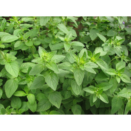Z3026 OREGANO OREGANO TRVALKA SEMENA AROMATICKÁ TRVALKA DO KAŽDÉ KUCHYNĚ 0,5G