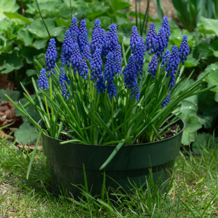 Muscari armeniacum (safírovka arménská), cibulky safírovky, velikost 6/7, 50 ks. 