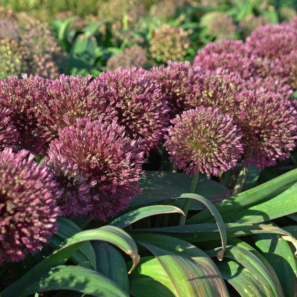 Cibulky květin rodu Allium, česnek Red Giant, velikost 10/12, 10 ks.