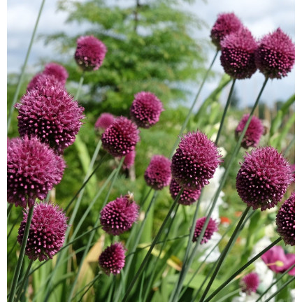 Česnek kulatý (Allium sphaerocephalon), cibulky, velikost 4/5, 50 ks.