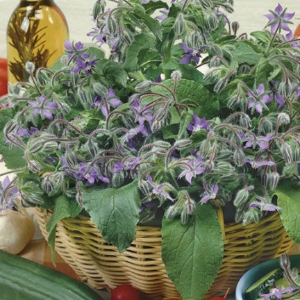 Z3025 BRUTNÁK LÉKAŘSKÝ ROČNÍ OKURKOVÁ PŘÍCHUŤ VIT C MANGAN BORAGO OFFICINALIS 2G