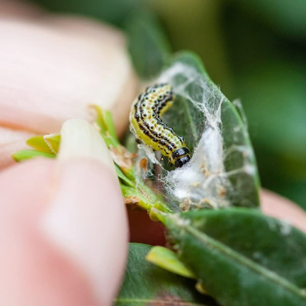 SUM31 lepinox PLUS, insekticid, ničí housenky zimolezu, obsah 5 g