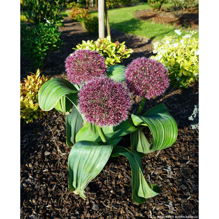Cibulky květin rodu Allium, česnek Red Giant, velikost 10/12, 10 ks.