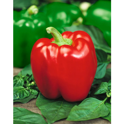 W1135 CALIFORNIA WONDER ČERVENÁ SLADKÁ SALÁTOVÁ PAPRIKA 0,5G