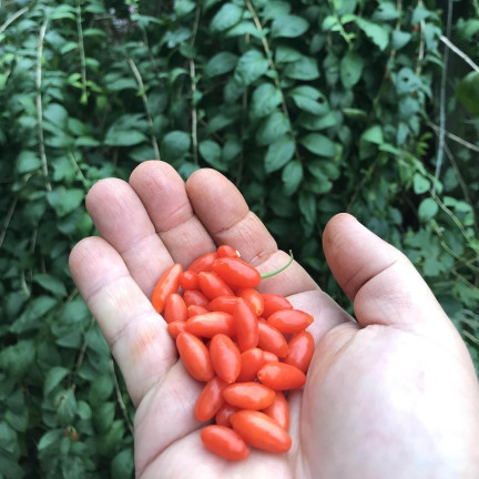R2123 GOJI BERRIES mrazuvzdorné šarlatové zdravé plody trnka