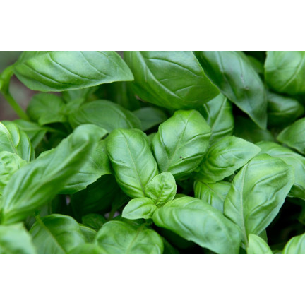 Z3001 BASALKA SPRÁVNÁ BASALKA SEMÍNKA BYLINY KOŘENÍ ZELENÉ AROMATICKÉ 1G