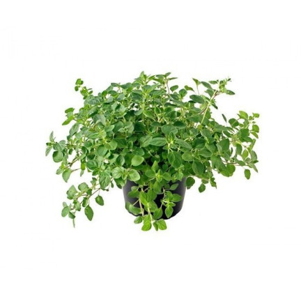 Z3026 OREGANO OREGANO TRVALKA SEMENA AROMATICKÁ TRVALKA DO KAŽDÉ KUCHYNĚ 0,5G