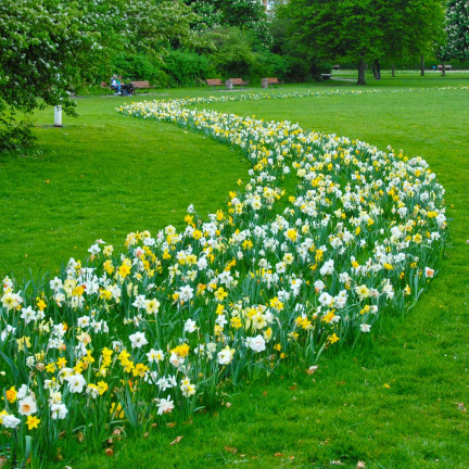 CEB8 narcis, cibulky narcisů, žonkil, botanická cibulka, směs barev, 50 ks
