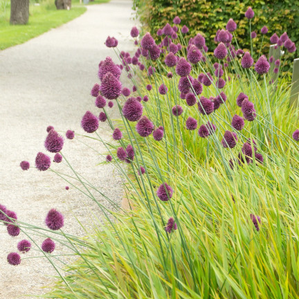 Česnek kulatý (Allium sphaerocephalon), cibulky, velikost 4/5, 50 ks.
