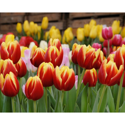Tulipán Dow Jones, cibulky tulipánů, cibulky květin, velikost 9/10, 50 ks. 