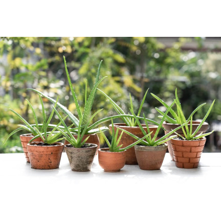 BIO10 – zemina pro kaktusy, sukulenty a aloe, propustná, 5 l, biovita
