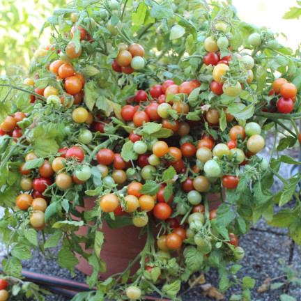 W5222 CHERRY RAJČATA BAJAJA 0,3G SEMÍNKA RAJČAT CHERRY RAJČATA NA BALKON