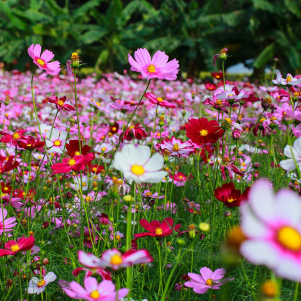 R3136 MAYFLY COSMOS MIX BAREV SEMÍNKA KVĚTŮ MAYFLY 1G NA ZAHRADNÍ ZÁHONY