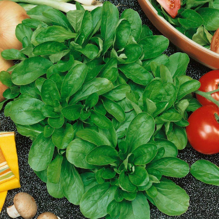W1186 polníček zahradní, semena polníčku bohatá na vitamíny, salát 1 g