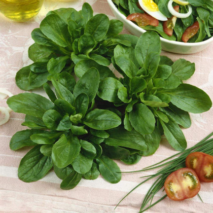 W1186 polníček zahradní, semena polníčku bohatá na vitamíny, salát 1 g