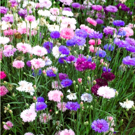 R2068 BABER FLOWER MIX Semena, jedlé květy COLOURFUL MISSILE