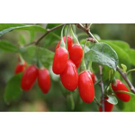 R2123 GOJI BERRIES mrazuvzdorné šarlatové zdravé plody trnka