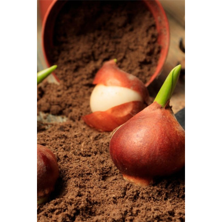 CEB1 tulipány, cibulky tulipánů, cibulky květin, červeno-žluté „banja luka“, 50 ks.