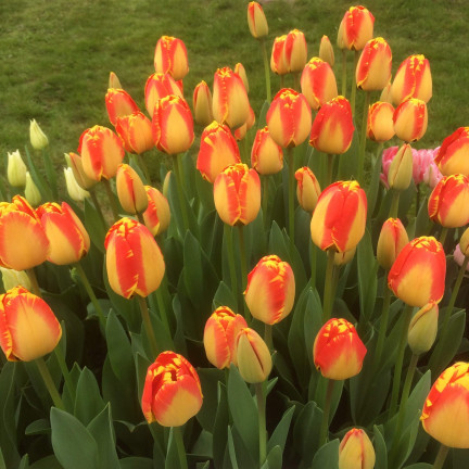 CEB1 tulipány, cibulky tulipánů, cibulky květin, červeno-žluté „banja luka“, 50 ks.
