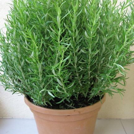 Z3028 ROZMARÝN AROMATICKÝ TRVALKA SEMENA TRVALKA 0,1G