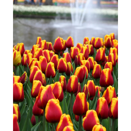 Tulipán Dow Jones, cibulky tulipánů, cibulky květin, velikost 9/10, 50 ks. 