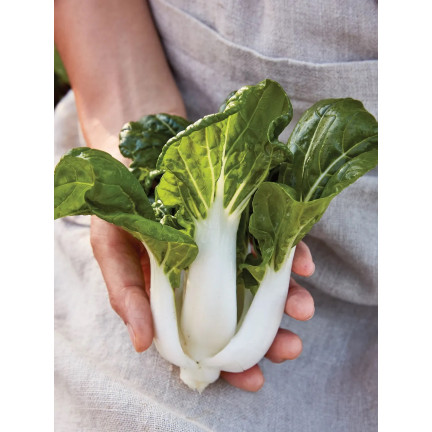 W3779 ČÍNSKÉ ZELÍ PAK CHOI 1G SEMENA ČÍNSKÉHO ZELÍ TORAF