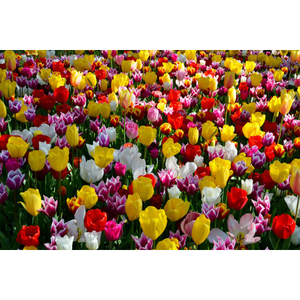 Směs cibulek tulipánů pro sběr v zahradě, směs odrůd, velikost 9,5/10, 50 ks.