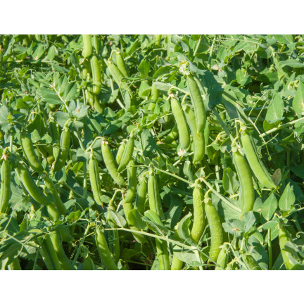 W1062 cukrový hrášek „Ambrosia“, raná odrůda, semena výnosného hrášku, 50 g