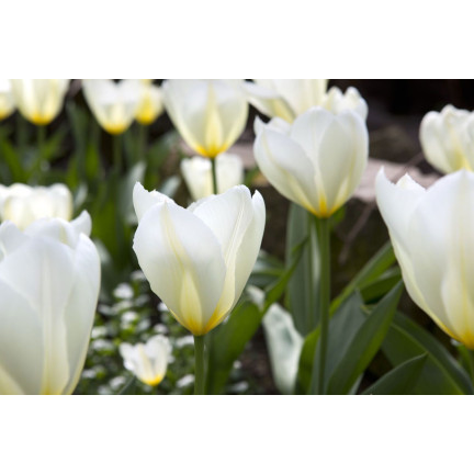 Tulipán purissima, cibulky tulipánů, cibulky květin, velikost 9,5/10, 50 ks.
