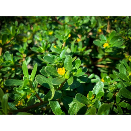 W1768 SEMÍNKA PURSLANE ZELENINOVÉ 1G TORAF CHUTNÁ ZDRAVÁ SUPERPOTRAVINA OMEGA-3
