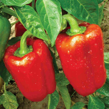 W1135 CALIFORNIA WONDER ČERVENÁ SLADKÁ SALÁTOVÁ PAPRIKA 0,5G