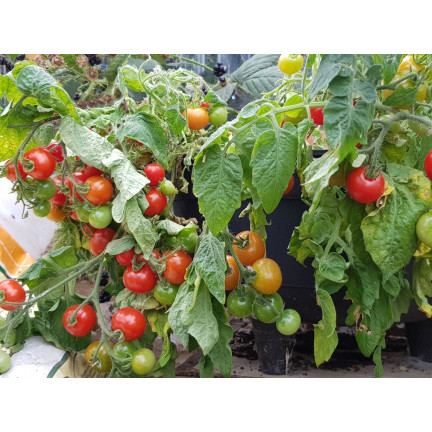 W5222 CHERRY RAJČATA BAJAJA 0,3G SEMÍNKA RAJČAT CHERRY RAJČATA NA BALKON