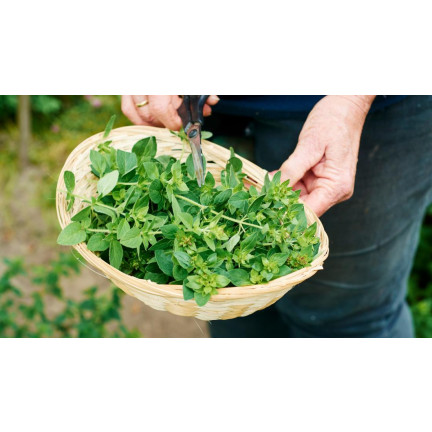 Z3026 OREGANO OREGANO TRVALKA SEMENA AROMATICKÁ TRVALKA DO KAŽDÉ KUCHYNĚ 0,5G